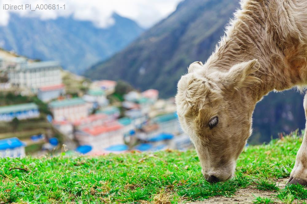 《2025年生肖運勢大解析！誰是幸運之王？一覽排行榜揭曉！》